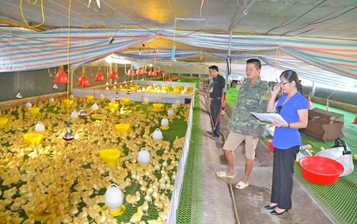 Sơn Tây: Phiên họp giải trình công tác lập, thẩm định, phê duyệt và quản lý dự án chuyển đổi cơ cấu cây trồng vật nuôi